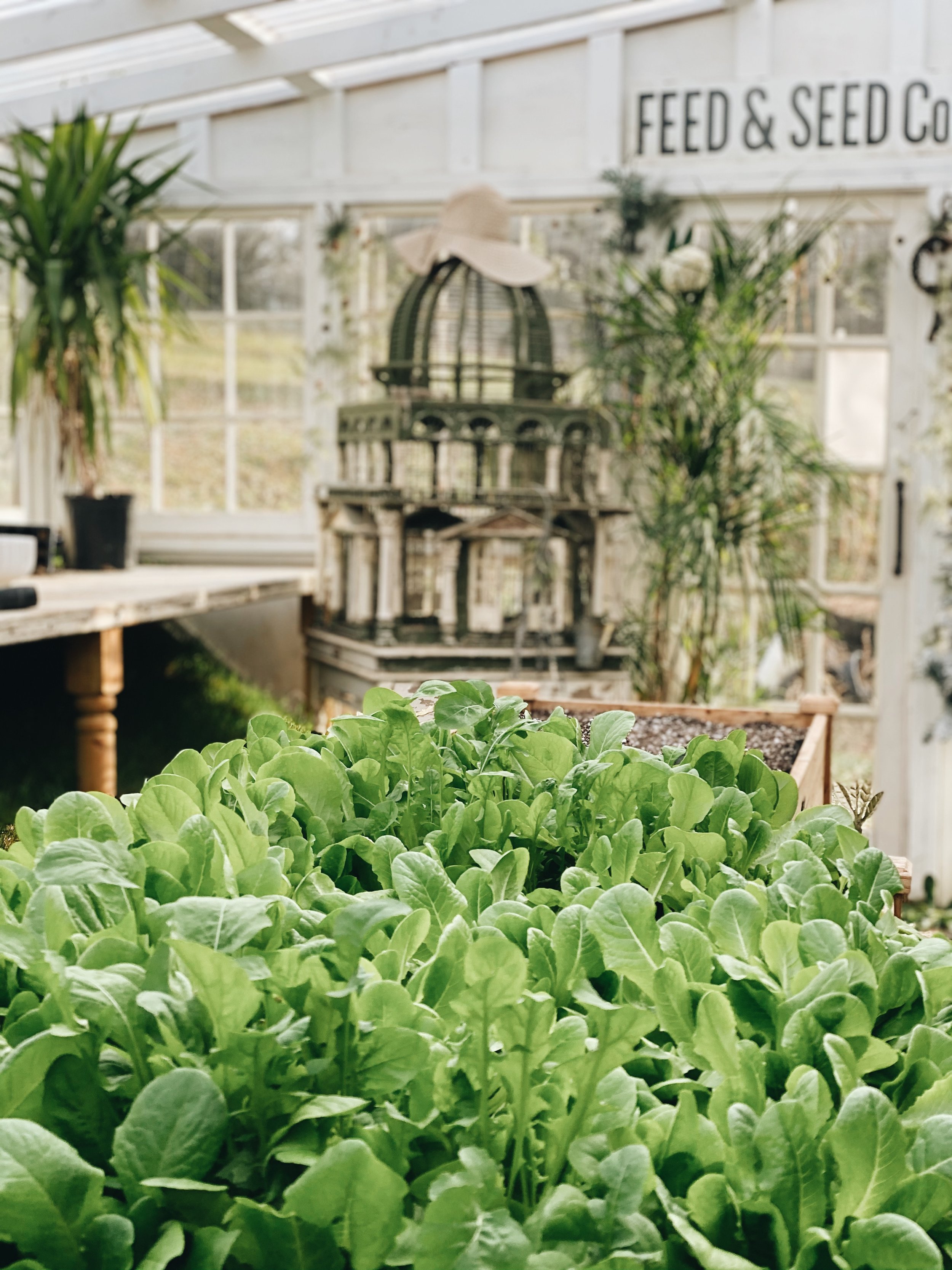 The Best Way to Grow Indoor Vegetables in a Garden Azure Farm